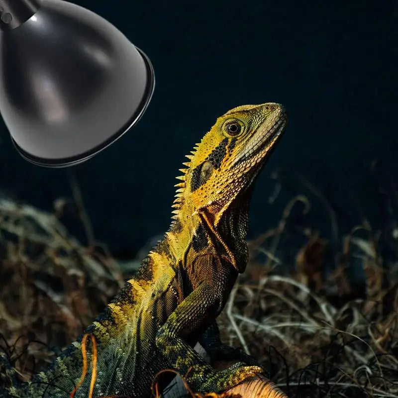 Deep Dome Reptile Heat Lamp Fixture UVB Basking Light Reflector Dome Lampshade Terrarium Lighting System with Optical Reflection